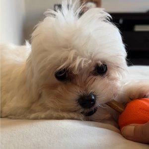 Meet your Posher, Michelle